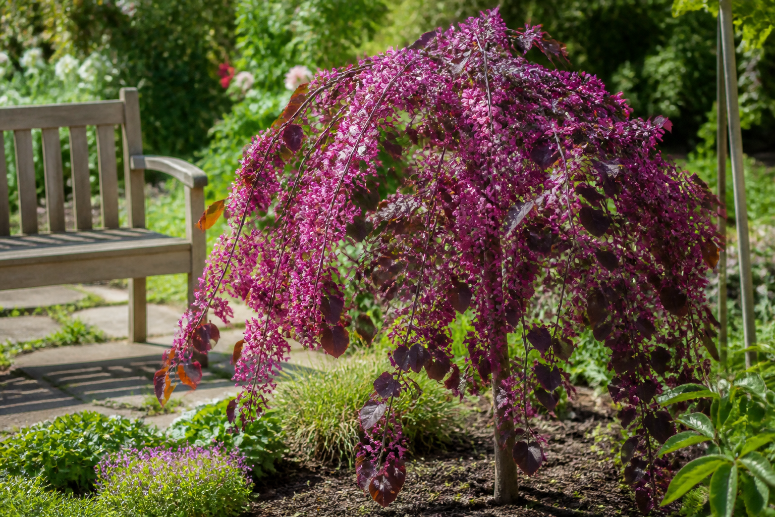 Arbre à fleurs roses : 7 variétés qui transforment le jardin