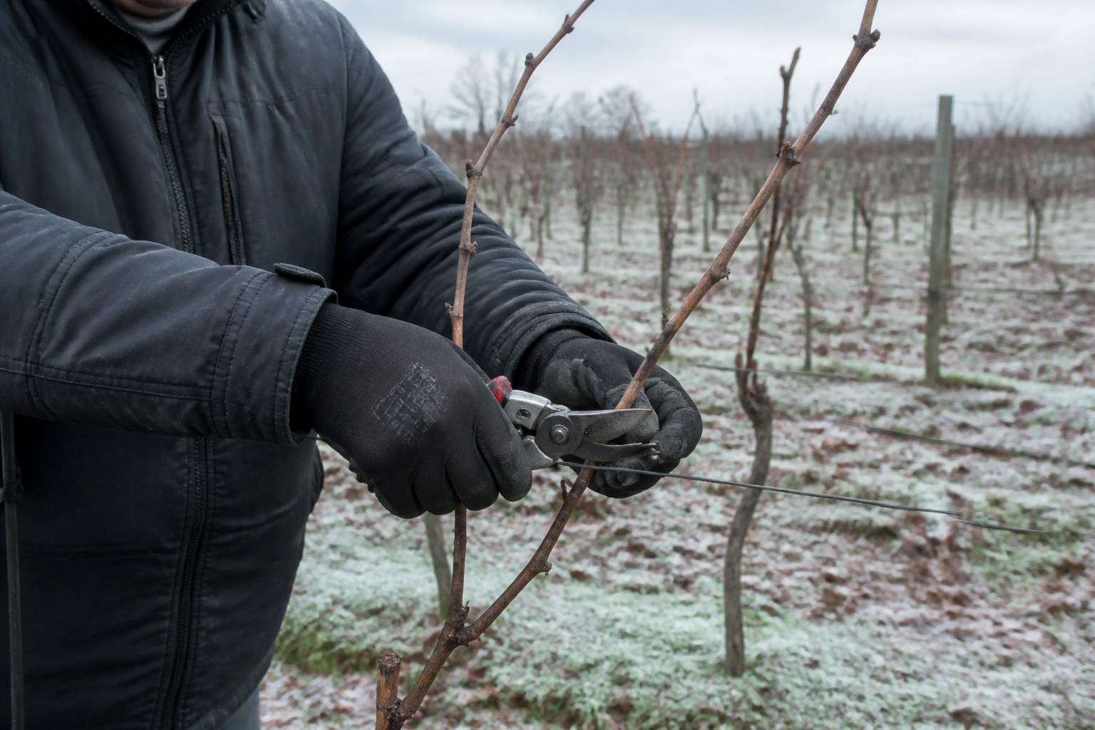 Quand tailler la vigne : le bon moment pour une production optimale
