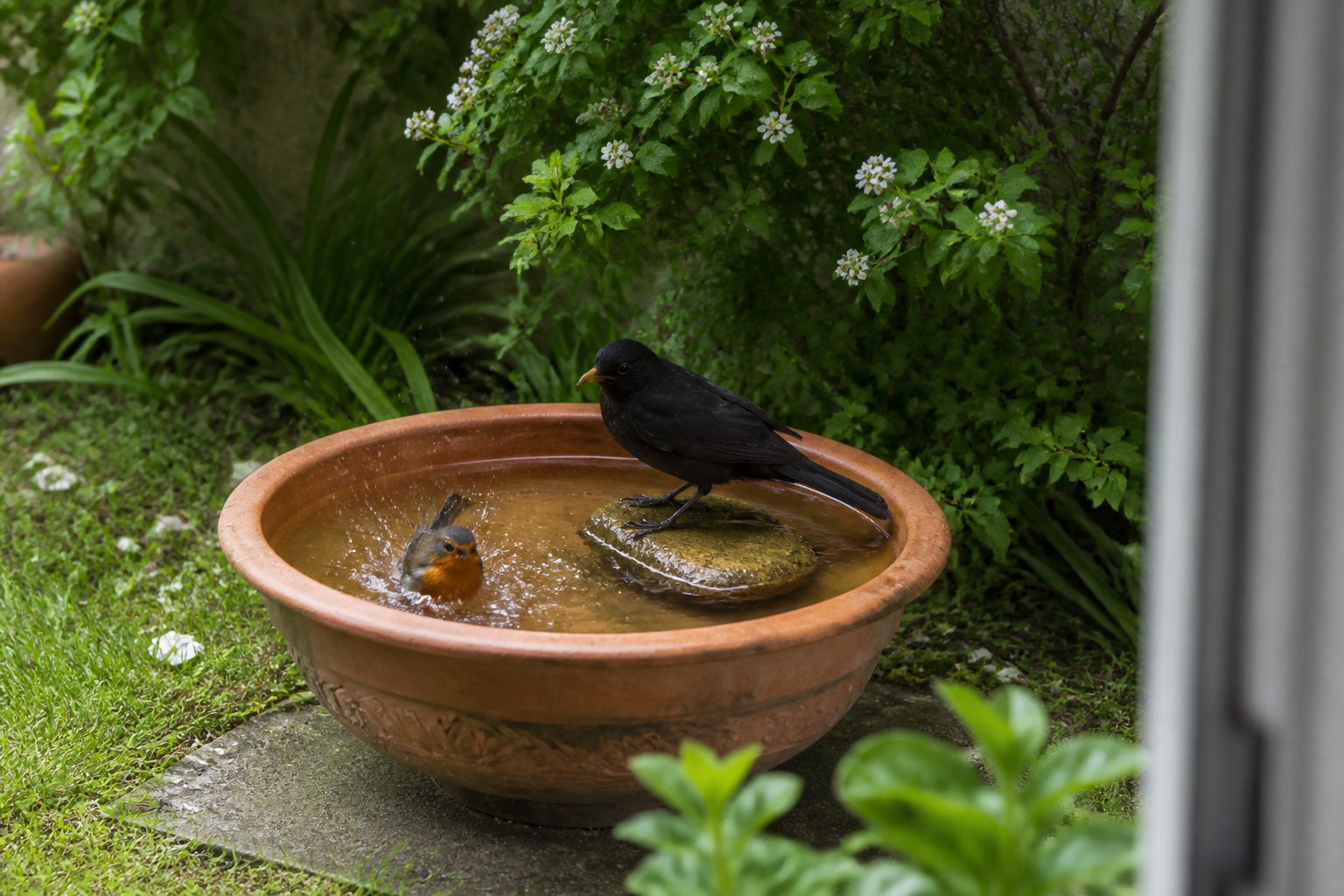 Bain d’oiseaux au jardin : où le placer et comment l’entretenir