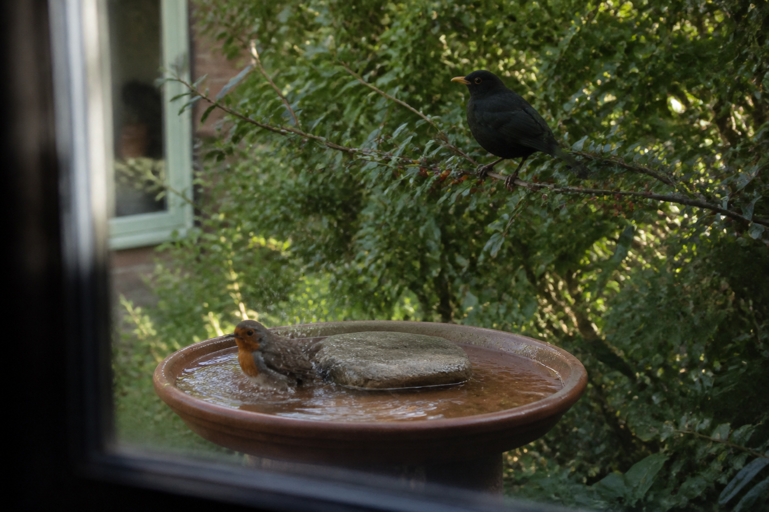 Bain d’oiseaux au jardin : où le placer et comment l’entretenir
