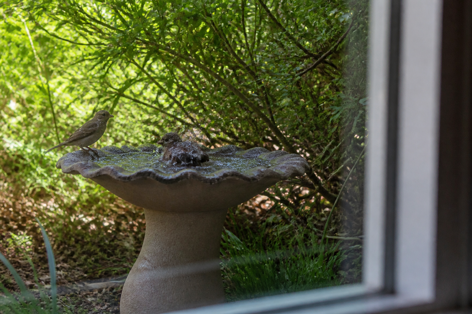 Bain d’oiseaux au jardin : où le placer et comment l’entretenir