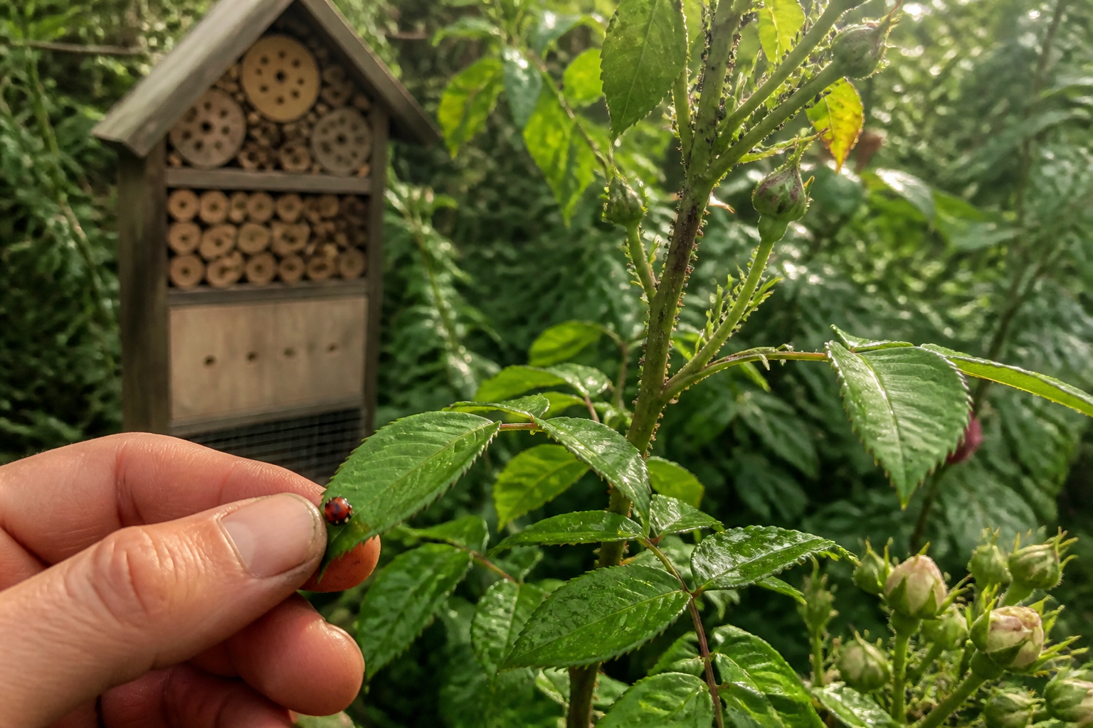 Coccinelles au jardin : comment les attirer naturellement contre les pucerons