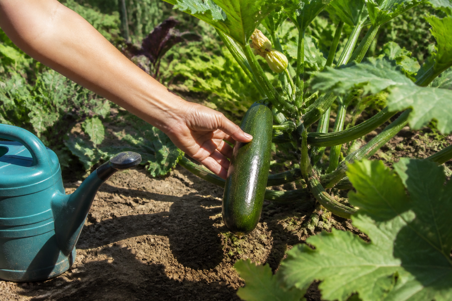 Courgette au potager : exposition, arrosage et récolte généreuse