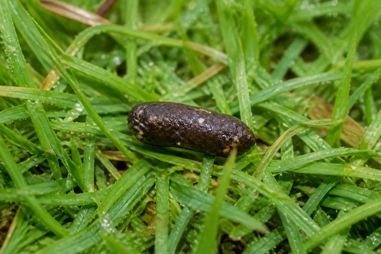Crotte de hérisson au jardin : comment l’identifier et que faire ensuite