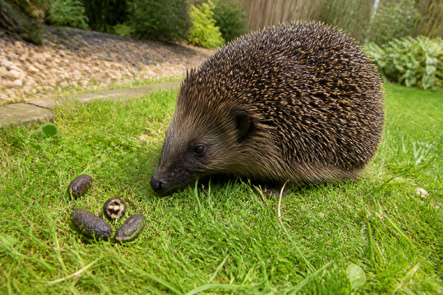 Crotte de hérisson au jardin : comment l’identifier et que faire ensuite