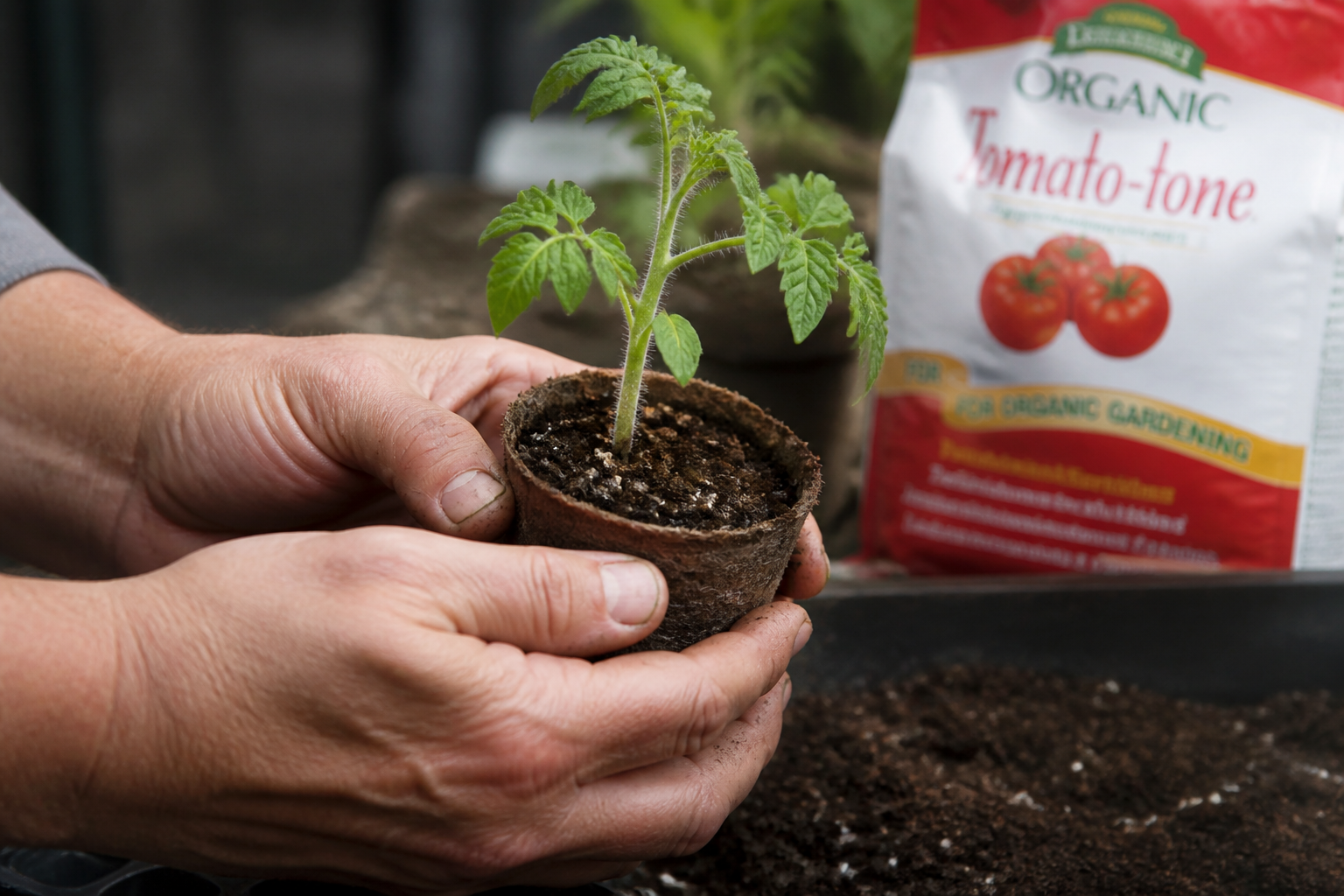 Engrais pour semis tomate : quand en mettre sans brûler les jeunes plants
