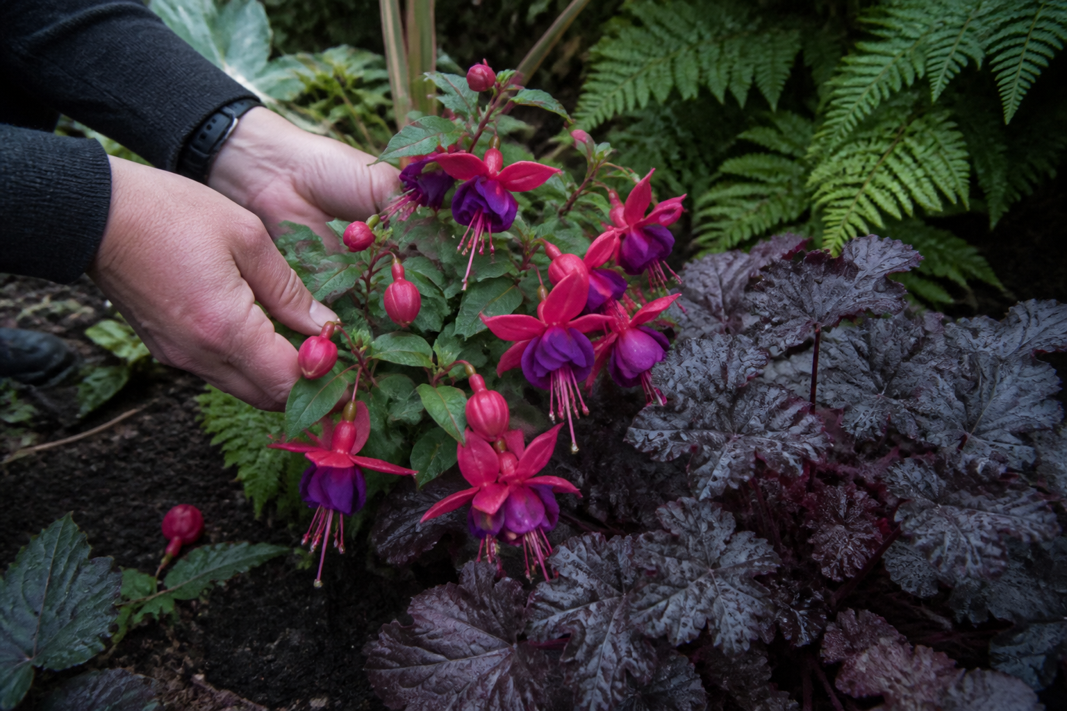 Fleurs en F : 10 variétés à connaître pour vos massifs