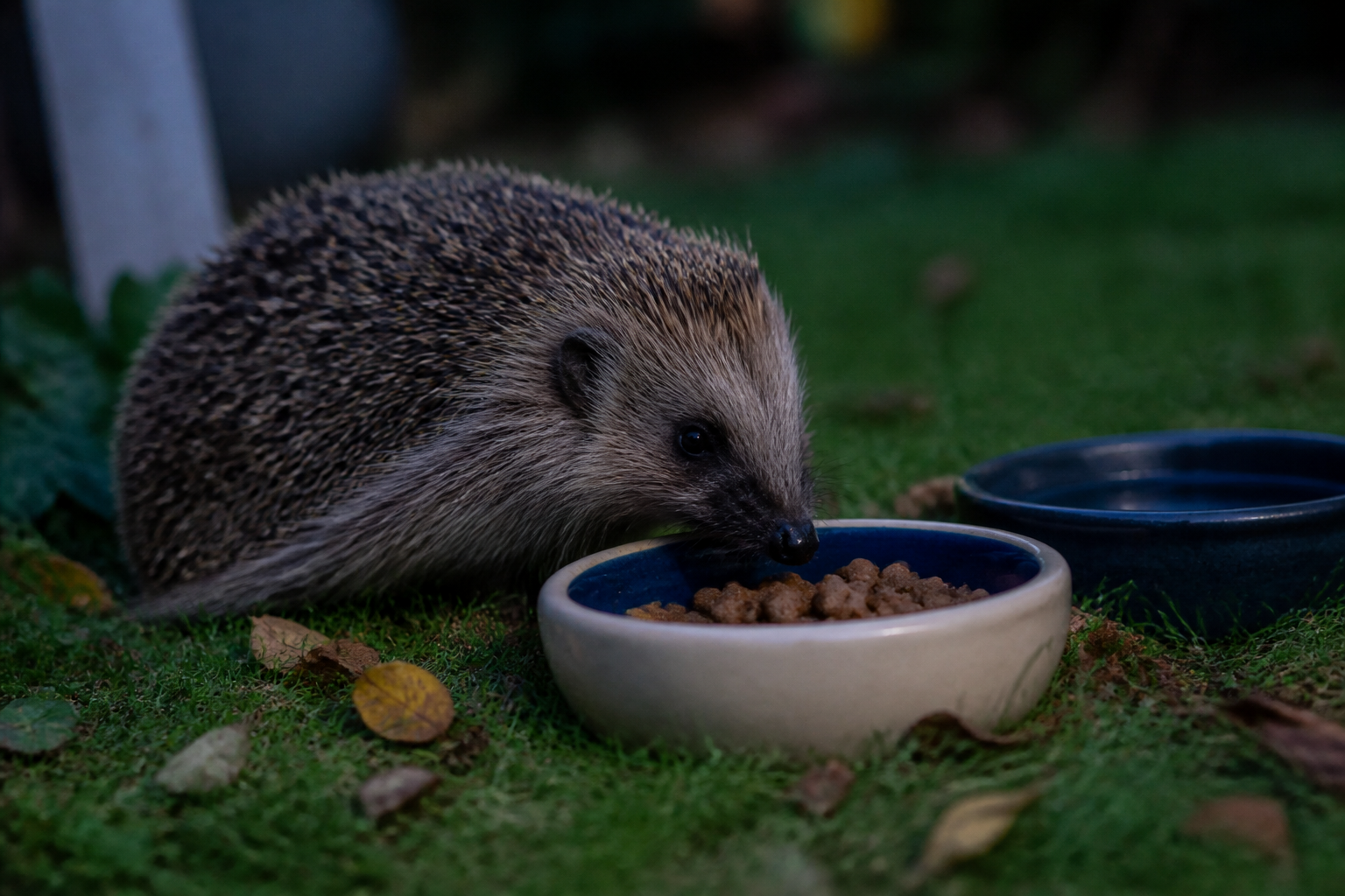 Nourrir hérisson jardin : les aliments autorisés et ceux à bannir