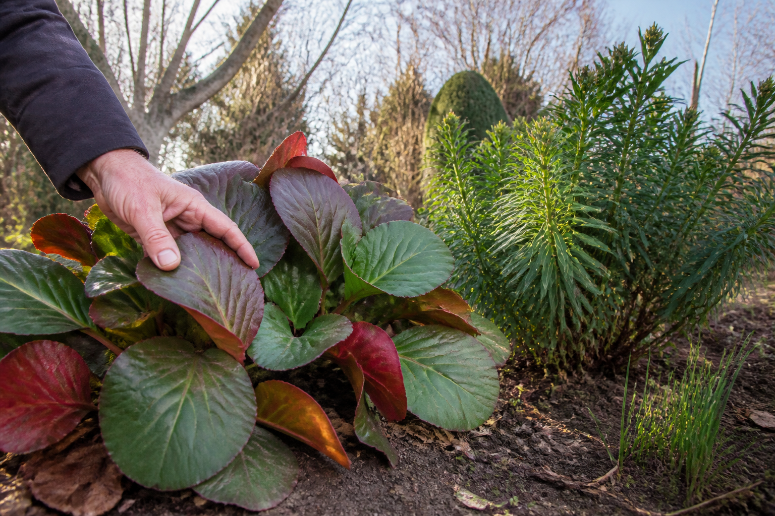 Plante vivace persistante : les valeurs sûres pour garder du vert toute l’année