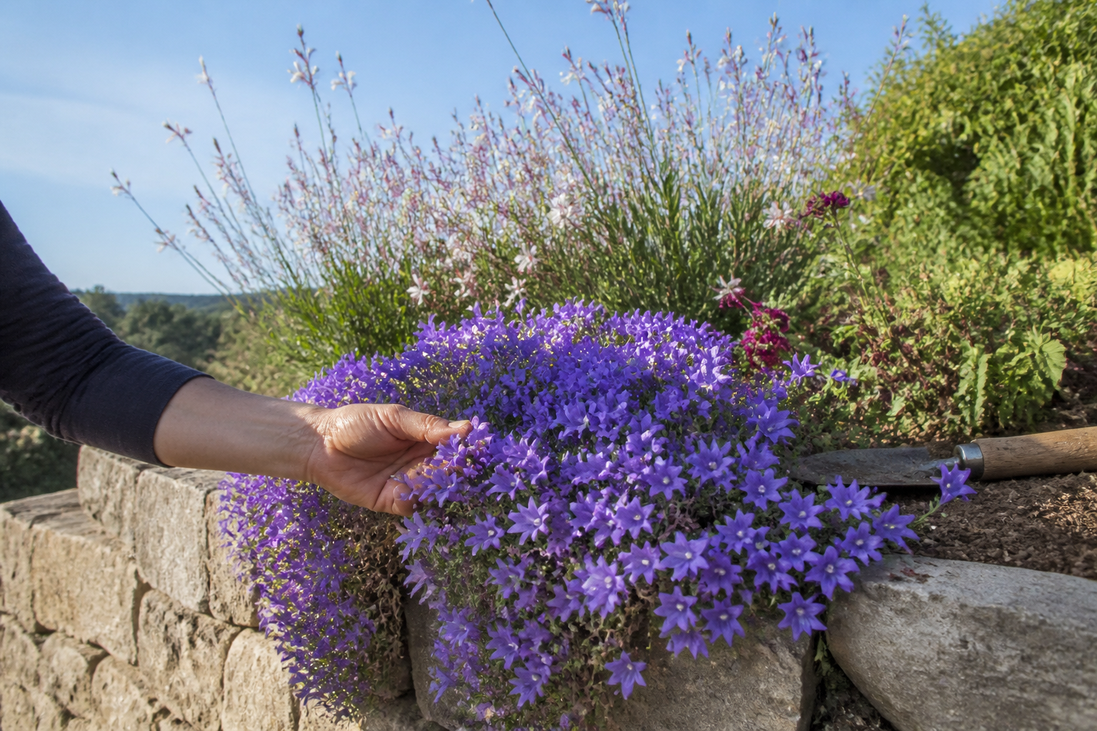 Plante vivace qui fleurit de mai à octobre : les meilleures variétés