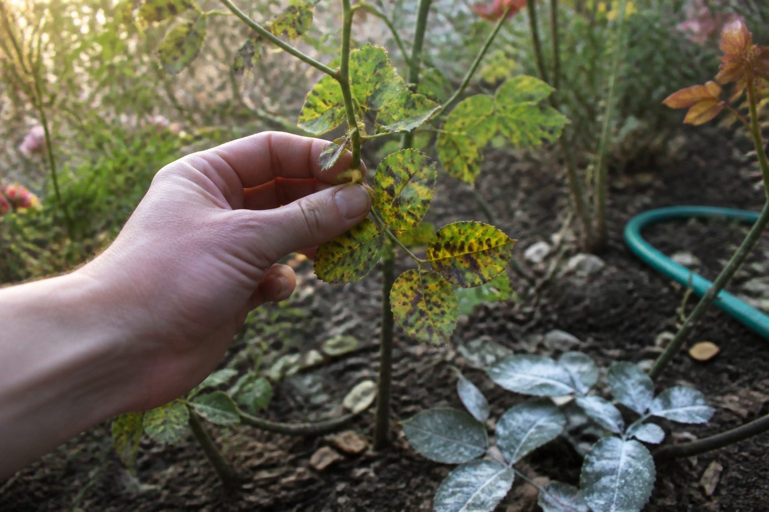 Rosier malade : feuilles tachées, jaunes ou couvertes de poudre blanche