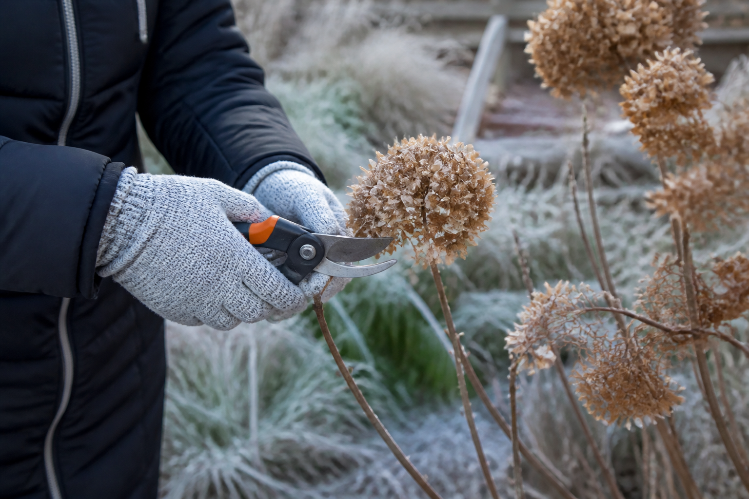 Taille hortensia hiver : les branches à couper et celles à garder