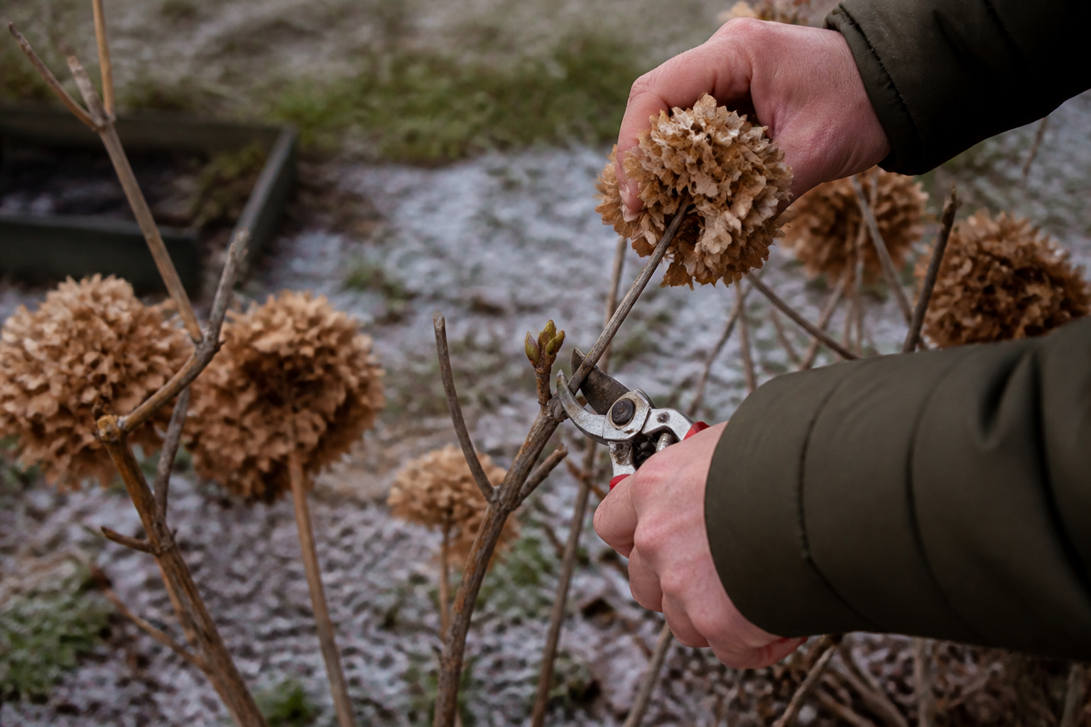 Taille hortensia hiver : les branches à couper et celles à garder